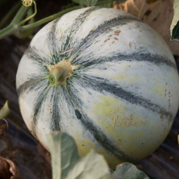 Türkiye'de İlk Kez Kullanılan Extramel Nedir ?